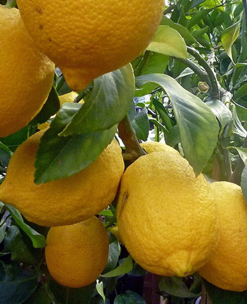Ponderosa Lemon Tree 1/2 Gallon Pot Grafted Citrus Citrus limon 'Ponderosa' for Indoor & Outdoor Gardening