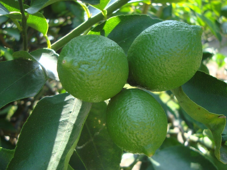 Persian Lime Tree 1/2 Gallon Pot - Grafted Bearss Lime Citrus x Latifolia
