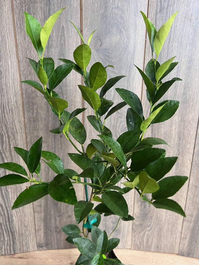 Persian Lime Tree in 1/2 Gallon Pot | Grafted Bearss Lime Citrus x Latifolia