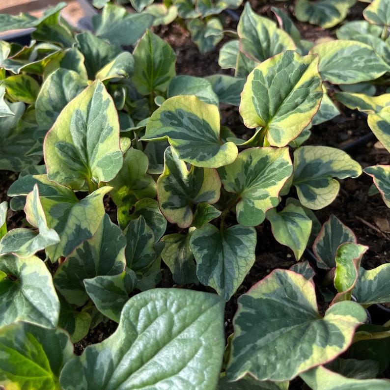 Fish Mint Plant in 3.5" Pot 'Chameleon' Houttuynia cordata Live Herb for Full Sun to Part Shade Zones 5-10