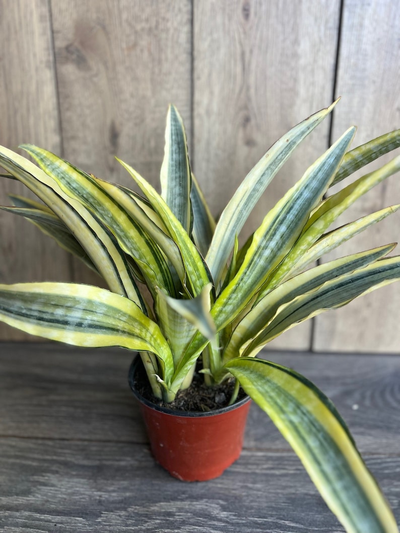 Sansevieria Lauren 6" Pot - Rare Snake Plant with Green/Yellow Striped Leaves, Air Purifying Indoor Plant