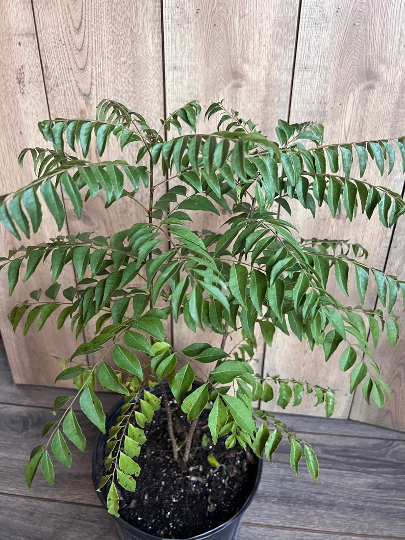 Curry Leaf Plant in 10" Pot - Murraya Koenigii Aromatic Culinary Herb