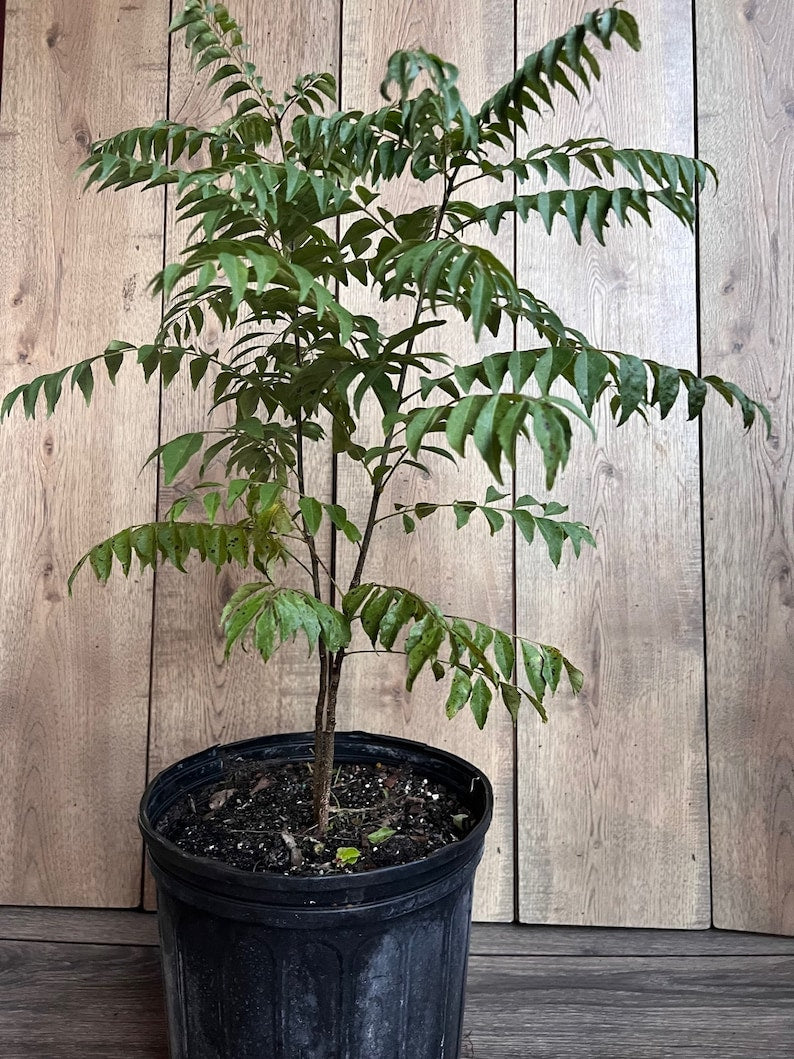 Curry Leaf Plant 10" Pot - Murraya Koenigii Aromatic Herb for Cooking