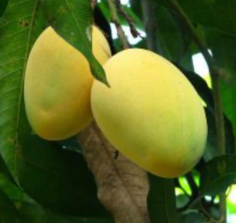 Alphonso Mango Tree in 3 Gallon Pot - Grafted Mangifera Indica for Home Garden
