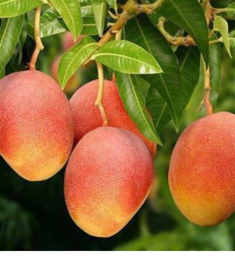 Glenn Mango Tree in 3 Gallon Pot - Mangifera indica ‘Glenn’ - Grafted Mango for Home Gardening