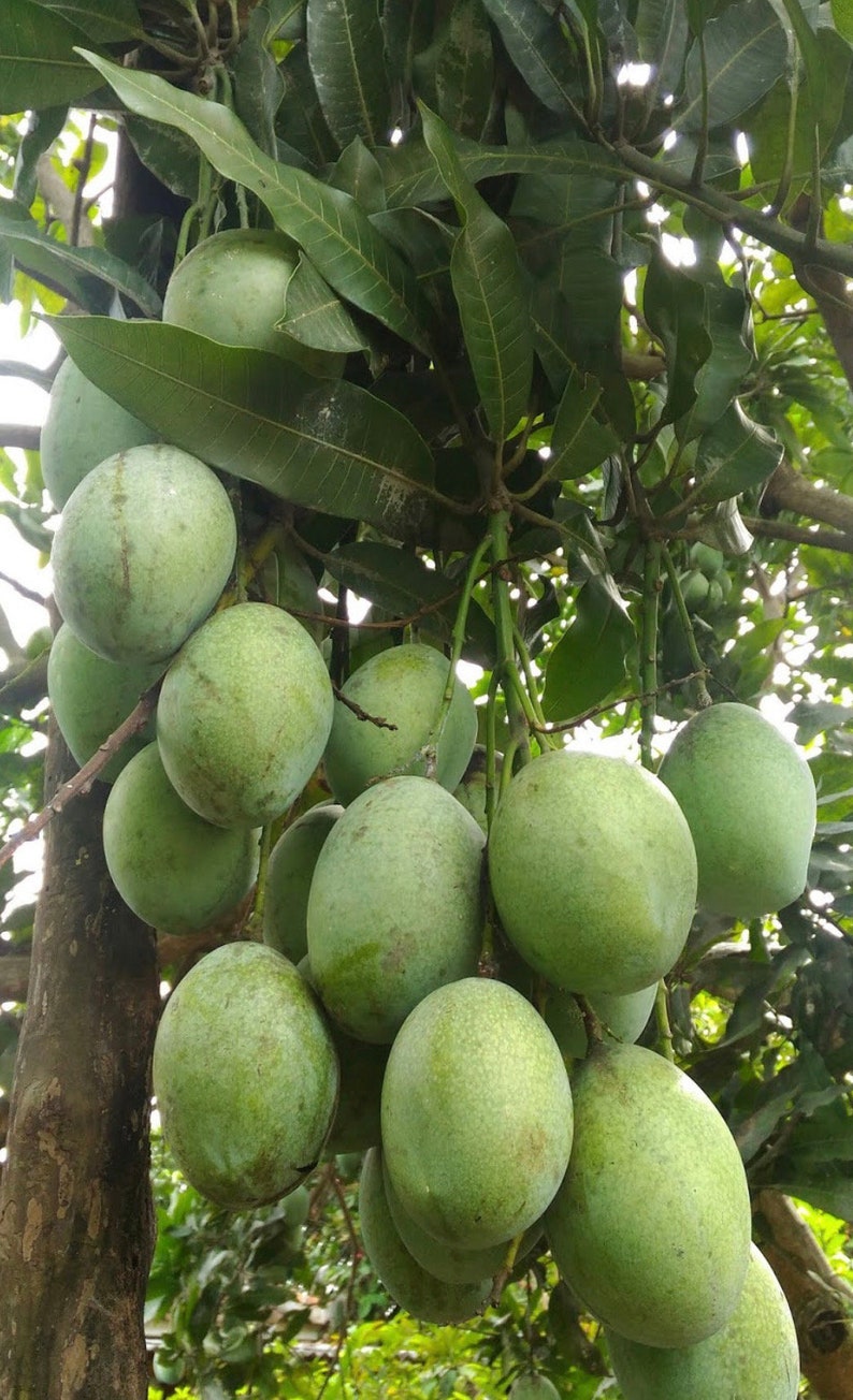 Ice Cream Mango Tree in 3 Gallon Pot - Grafted Mangifera indica for Container Growing