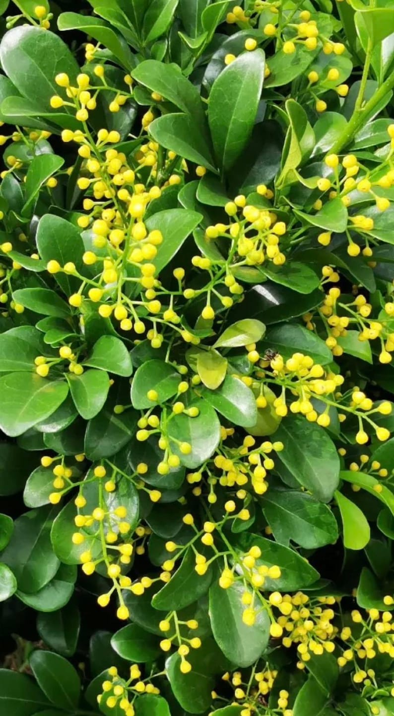 Chinese Perfume Tree Plant 4" Pot - Fragrant Yellow Flowers Aglaia odorata