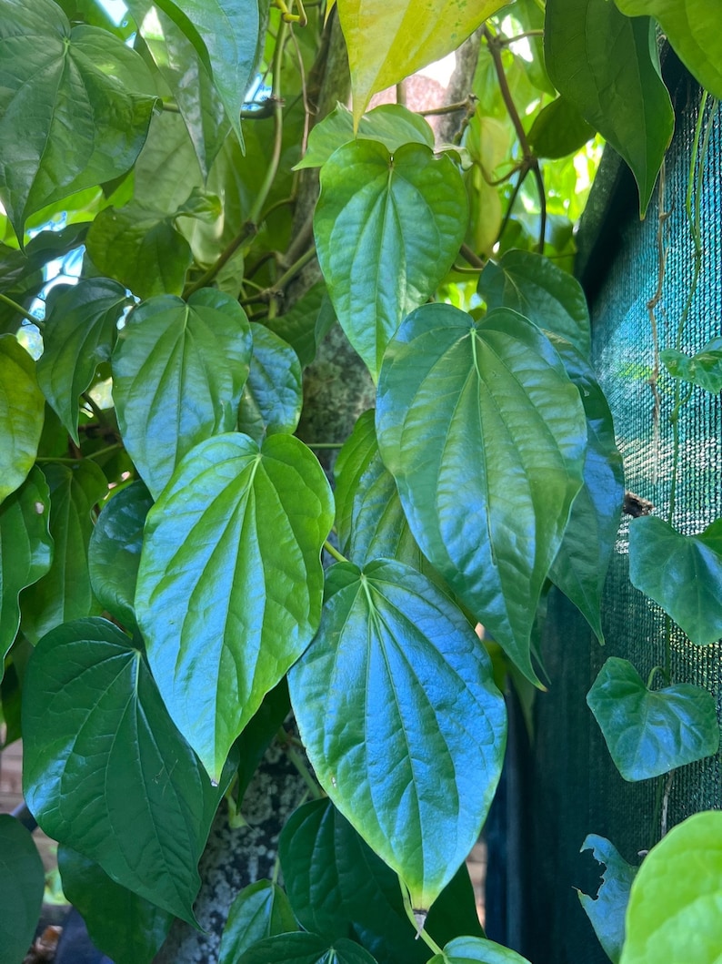 Betel Leaf Plant in 4" Pot - Piper Betel Edible Vine for Indoor Gardening