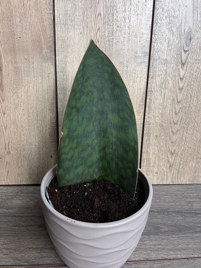 Sansevieria Whale Fin Snake Plant in 6" Pot – Sansevieria masoniana – Unique Variegated Indoor Plant for Home Decor