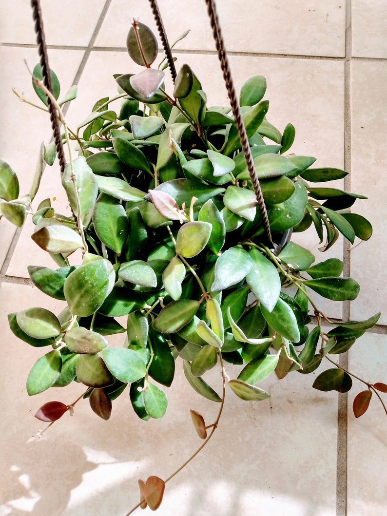 Hoya Plant Set - Small Hoya Burtoniae & Free Rooted Cutting - Easy Care Indoor Plants
