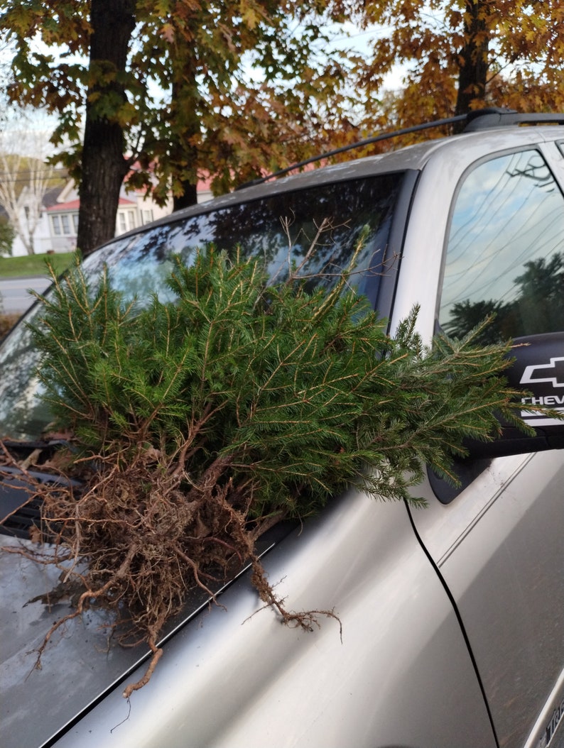 Red Spruce Tree Seedlings 6+ Bare Root Saplings Picea rubens for Planting or Crafting