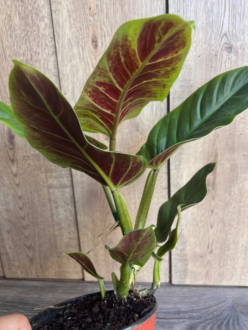 Philodendron Subhastatum Plant in 6" Pot - Rare Tropical Climber with Red Underside Leaves