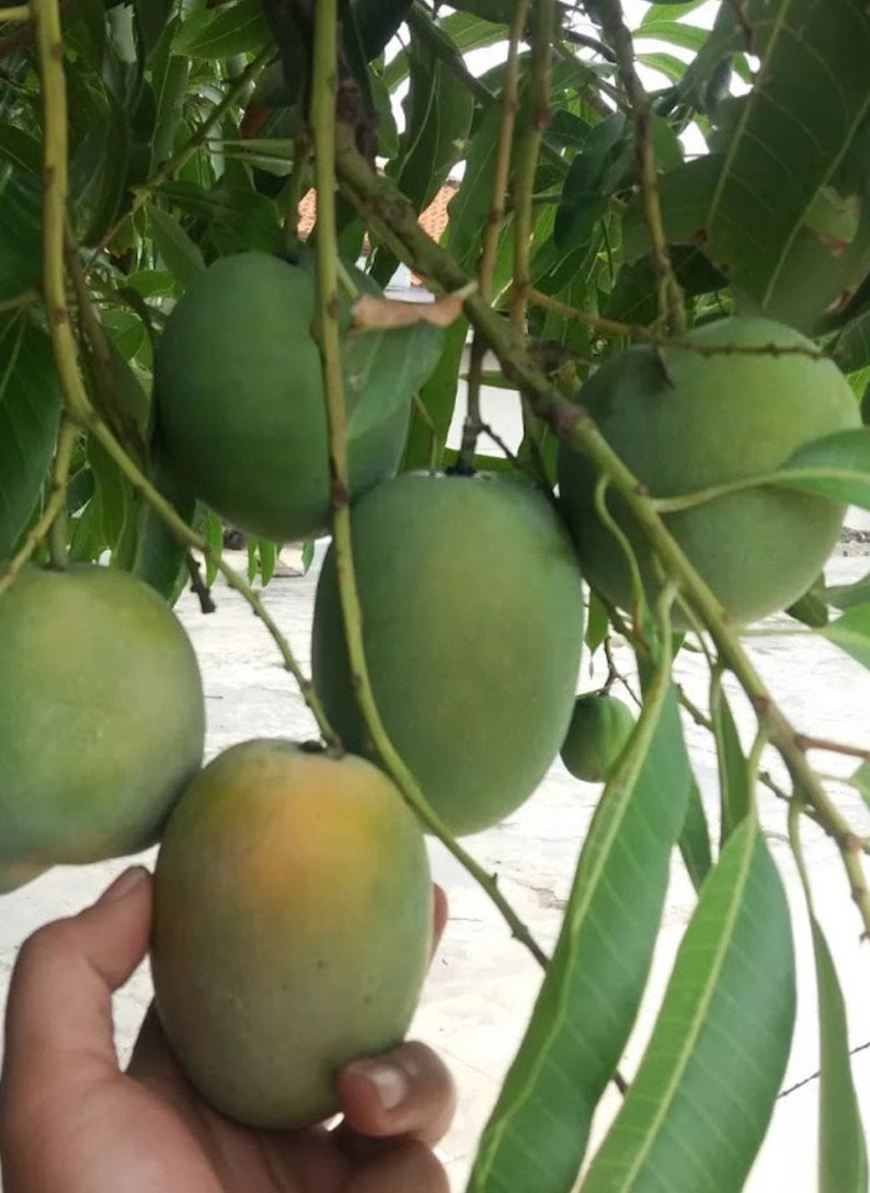 Sugar Loaf Mango Tree in 3 Gallon Pot - Grafted Tropical Mango (Mangifera indica)