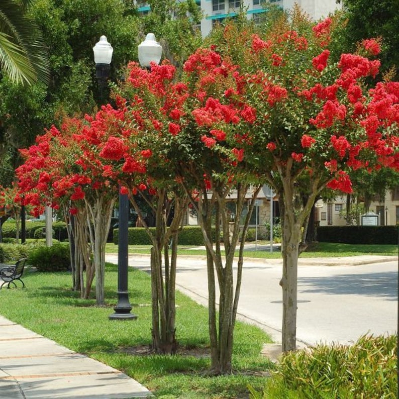 Red Crape Myrtle Plant 4" Container Lagerstroemia indica 'rubra' - Fast Growing Red Flowering Shrub Zones 6-9