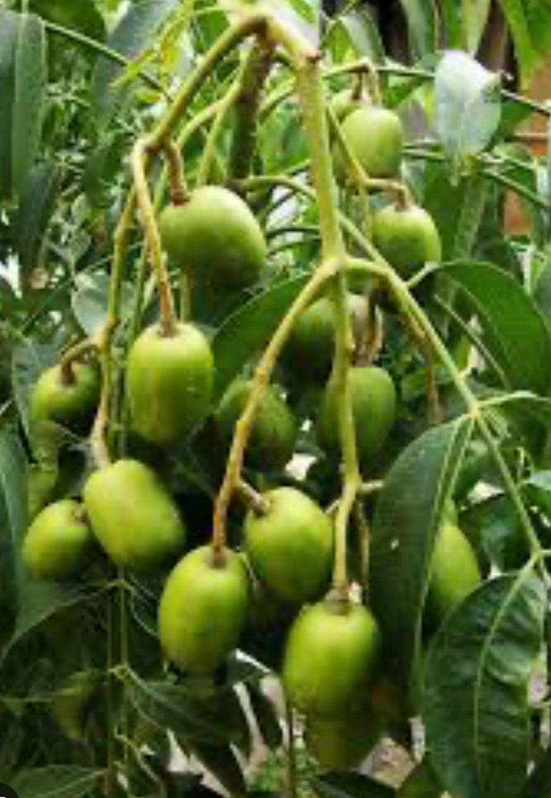 June Plum Dwarf Tree in 10" Pot - Ambarella Tropical Fruit Tree for Home Garden