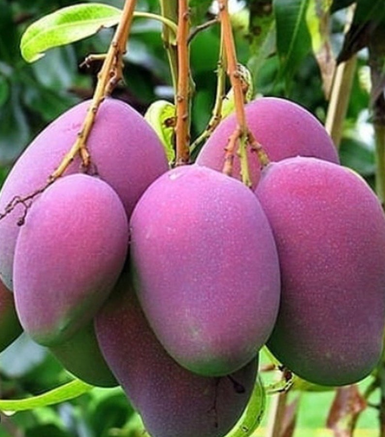Grafted Tommy Atkins Mango Tree in 3 Gallon Pot - Medium to Large Mango Variety