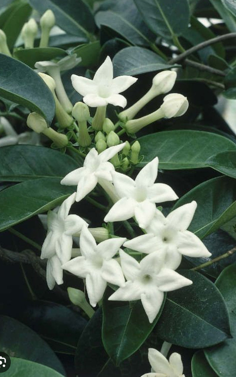 Stephanotis Floribunda Plant 6" Pot | Madagascar Jasmine | Fragrant Bridal Vine for Weddings & Indoor Gardens