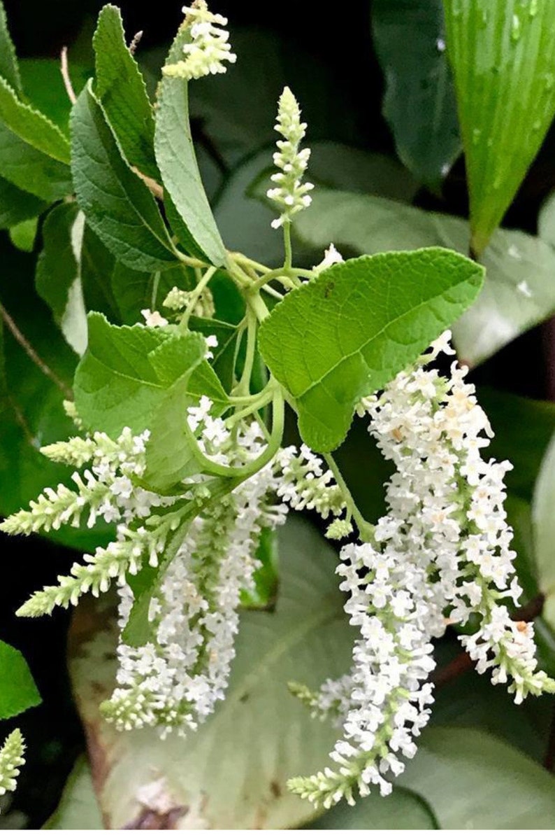 Sweet Almond Bush 6" Pot - Aloysia virgata - Fragrant Lemon-Scented Shrub