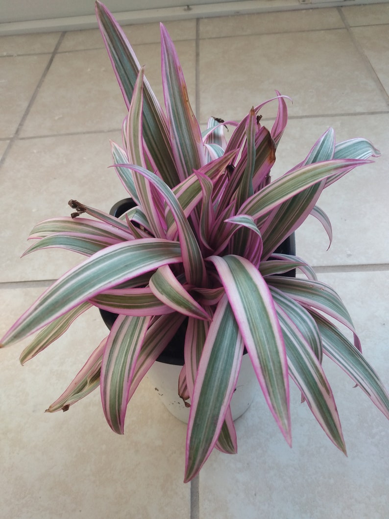 Tradescantia Spathacea Starter Plant with Free Cutting - Oyster Plant for Warm Zones