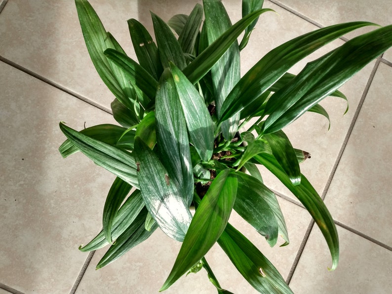 Silver Stripe Pothos Cutting - Rooted Epipremnum aureum with Free Bonus Cutting