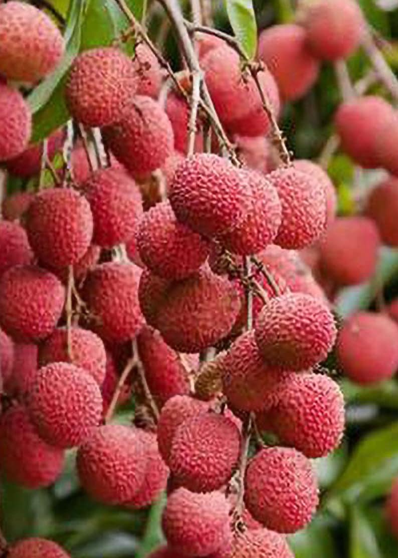 Brewster Lychee Tree in 3-Gallon Pot, Air Layered, Sweet Tropical Fruit, Litchi chinensis