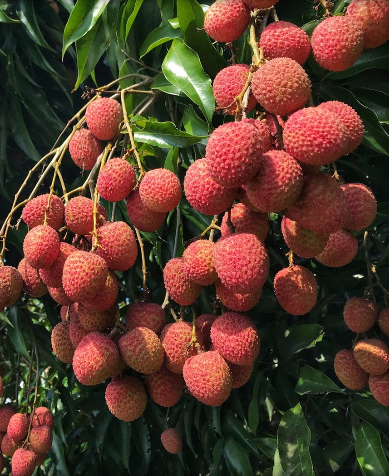 Sweetheart Lychee Tree in 10" Pot - Air Layered Litchi chinensis - No Shipping to HI