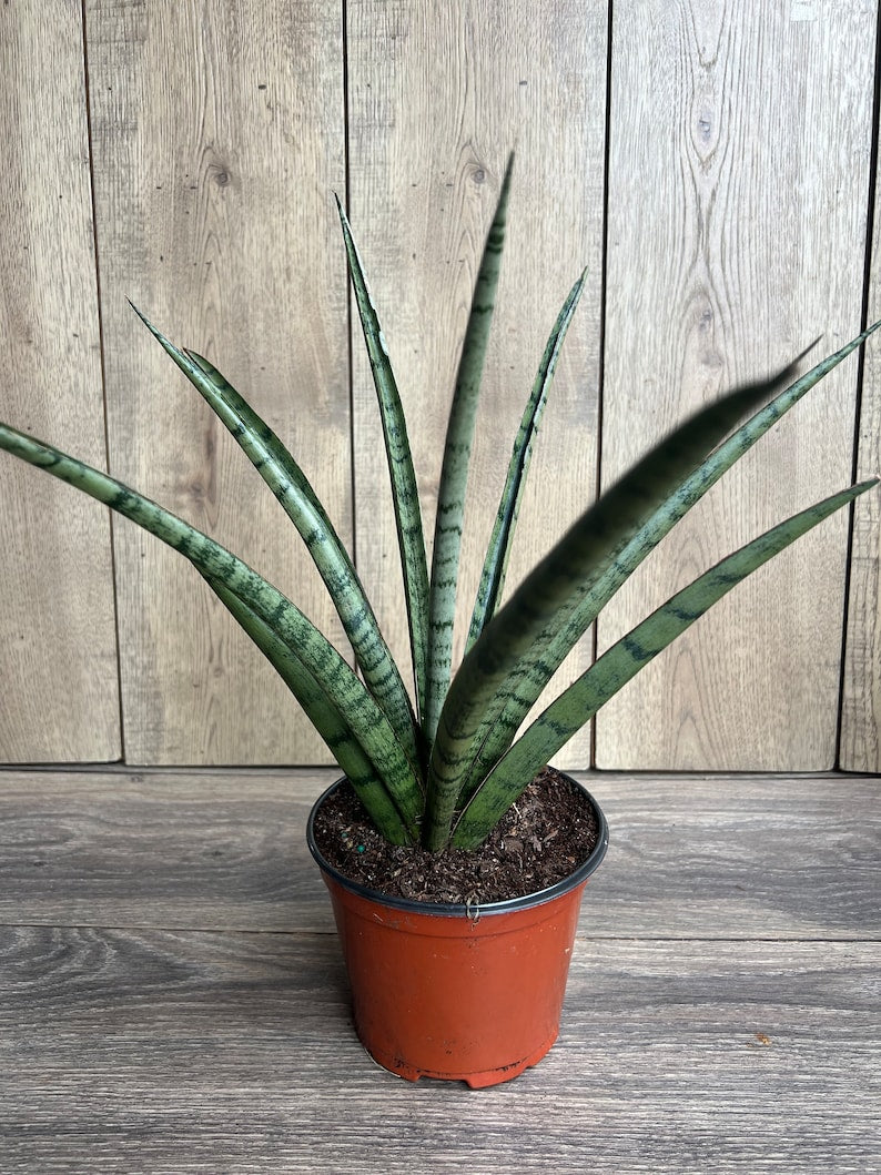 Sansevieria Javancia Plant in 6" Pot – Indoor Snake Plant for Air Purification & Easy Care, Houseplant