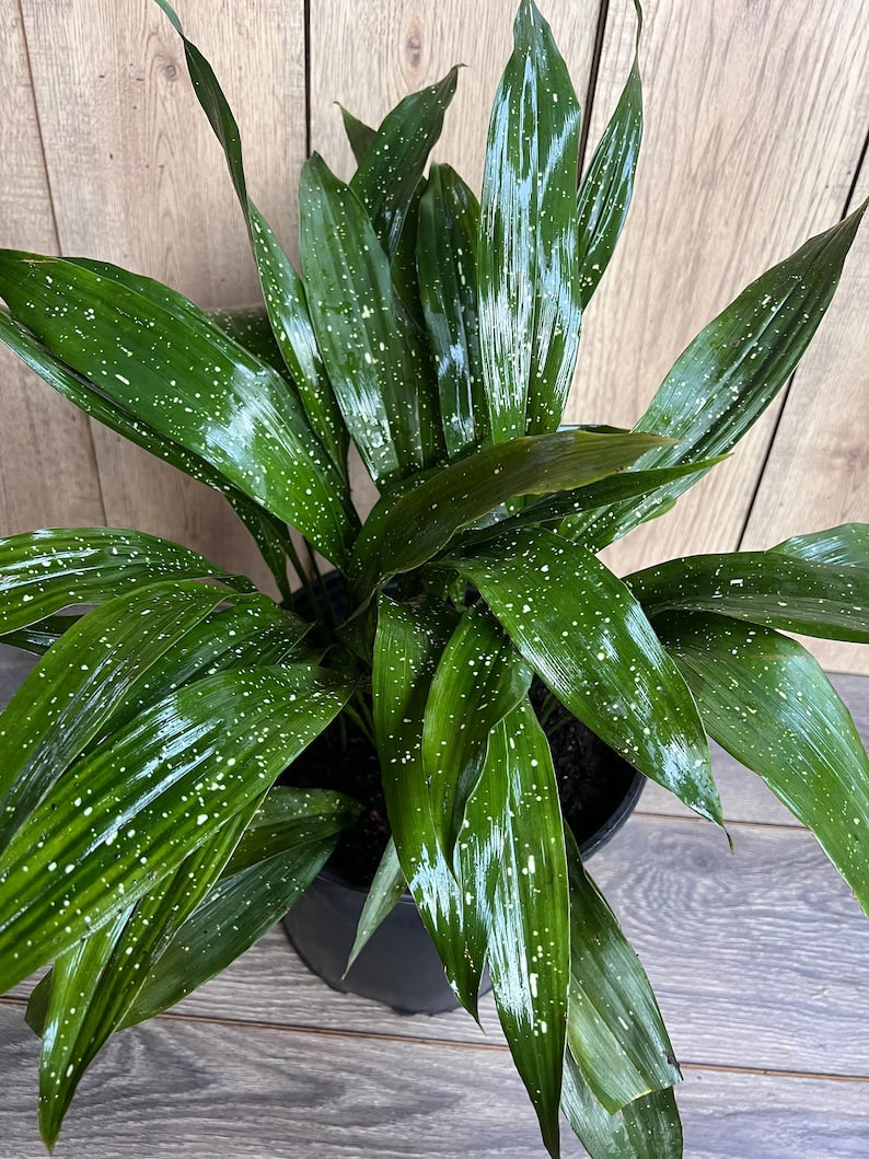 Cast Iron Plant Aspidistra Elatior Milky Way 10" Pot Low Light Houseplant