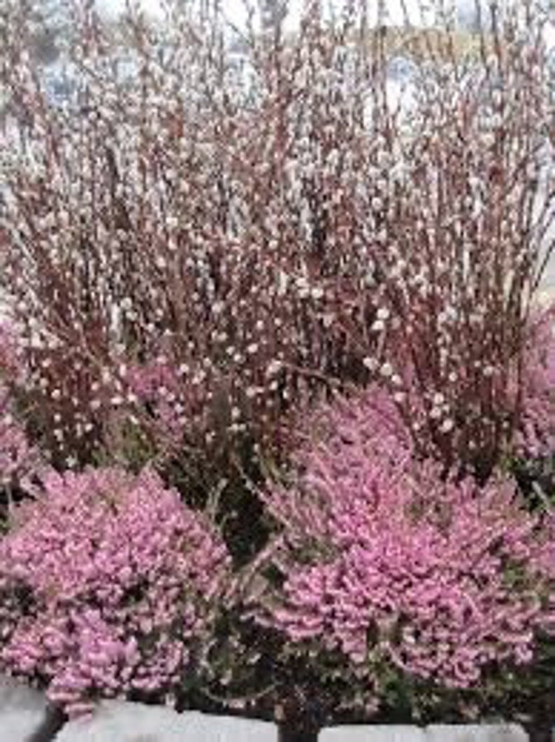 French Pussy Willow Gallon Pot - Salix caprea Deciduous Shrub with Silky Catkins for Garden, Landscape & Privacy Screen