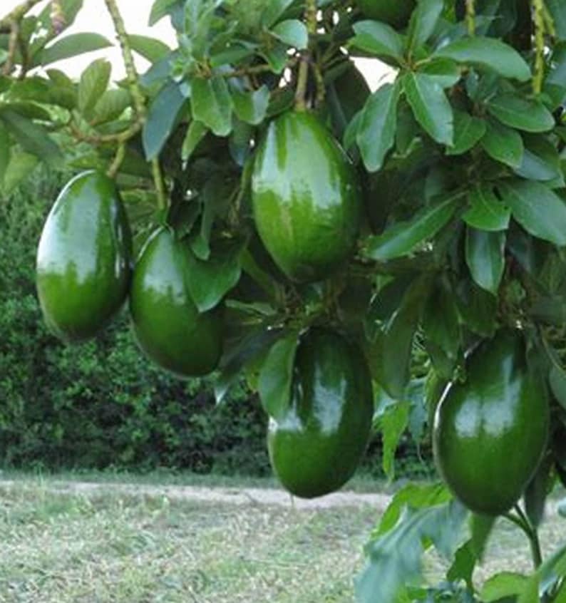 Grafted Choquette Avocado Tree in 3 Gallon Pot | Persea Americana Tropical Fruit Plant