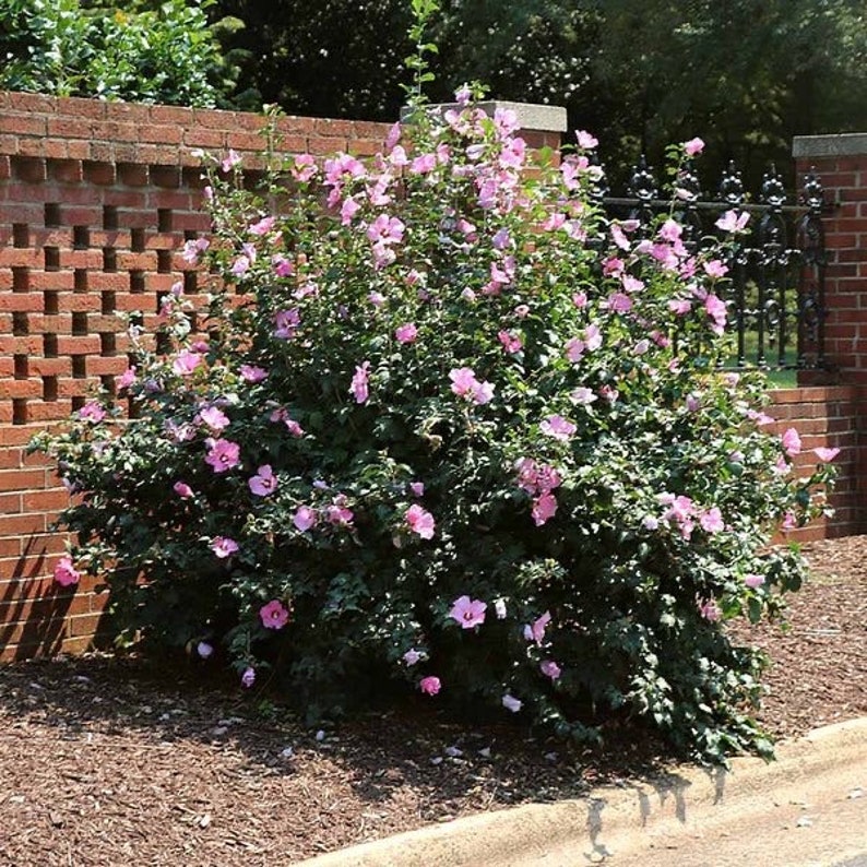 Minerva Rose of Sharon Plant Quart Pot Hibiscus syriacus Flowering Shrub USDA Zones 6-9