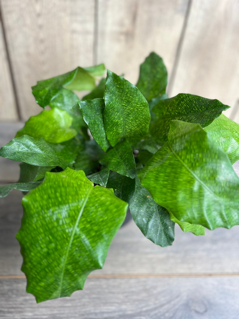Calathea Musaica Plant in 6" Pot | Network Calathea | Non-Toxic Indoor Houseplant