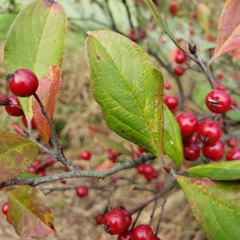 Mexican Beautyberry Live Plant 4" Pot - Callicarpa acuminata - Native Central American Shrub for Full Sun to Part Shade