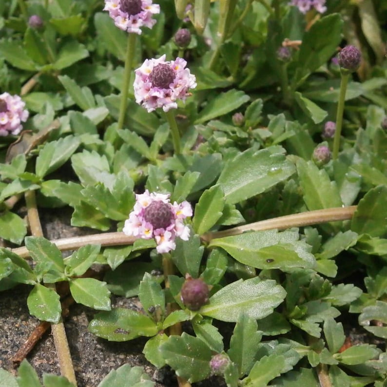 Frogfruit Live Plant 3.5" Pot - Turkey Tangle (Phyla nodiflora) - Ground Cover, Full Sun to Part Shade, Zones 7-11