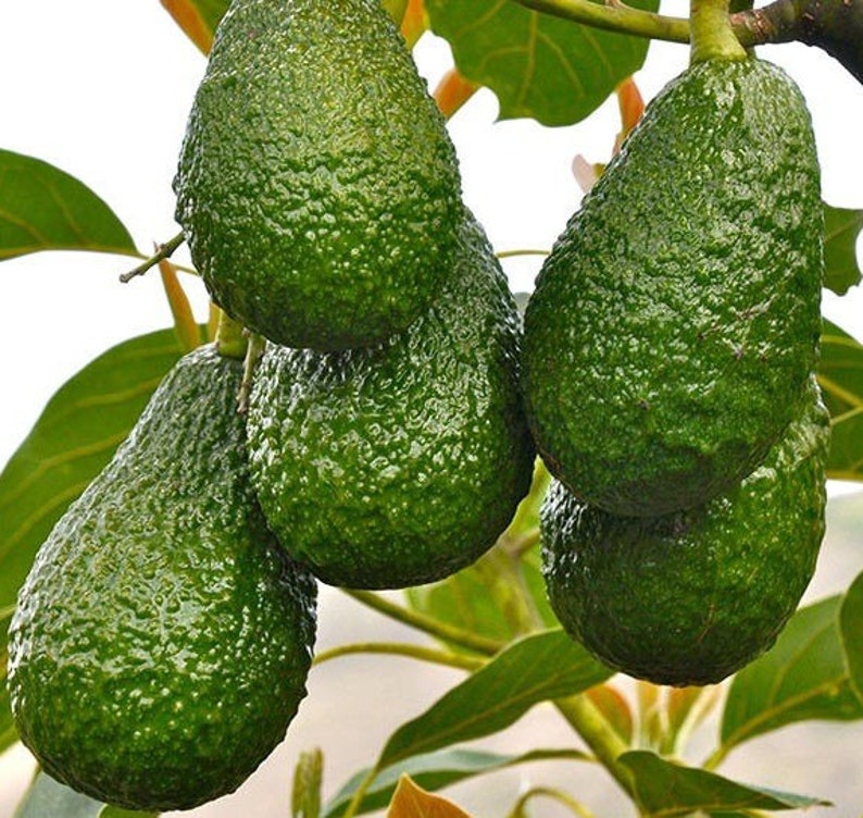 Hass Avocado Tree in 3 Gallon Pot, Grafted - Persea americana, USDA Zones 9-11