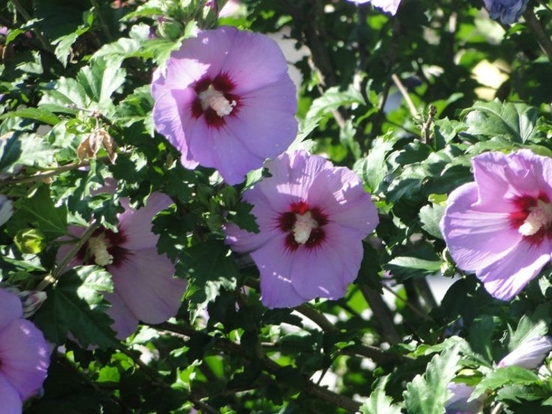 Minerva Rose of Sharon Plant in Gallon Pot | Hibiscus syriacus Flowering Shrub for Garden, Hedges & Borders