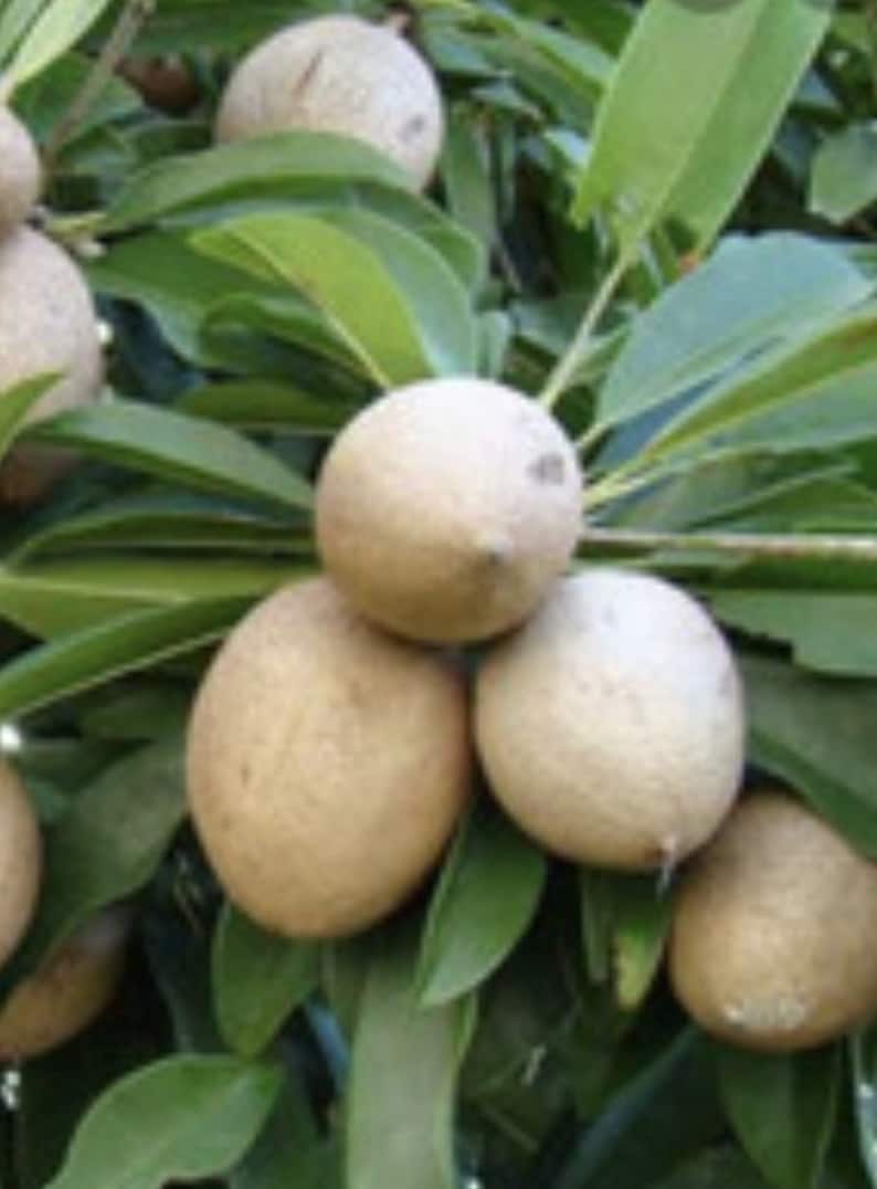 Mamey Sapote Tree in 1/2 Gallon Pot | Pouteria sapota | Sweet Tropical Fruit Plant