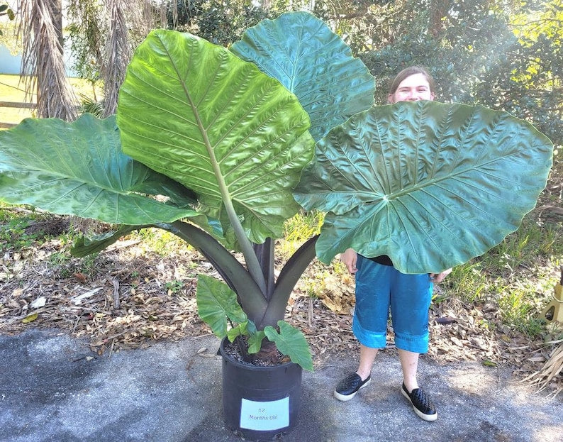 Alocasia 'Dark Star' Elephant Ear Plant - 10-Inch Indoor Tropical Foliage, Cold Tolerant, Large Leaves, Home Decor