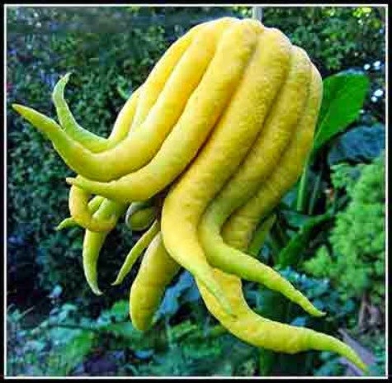 Buddha's Hand Citrus Tree - Half Gallon Pot - Unique Fingered Citron - Florida Shipping