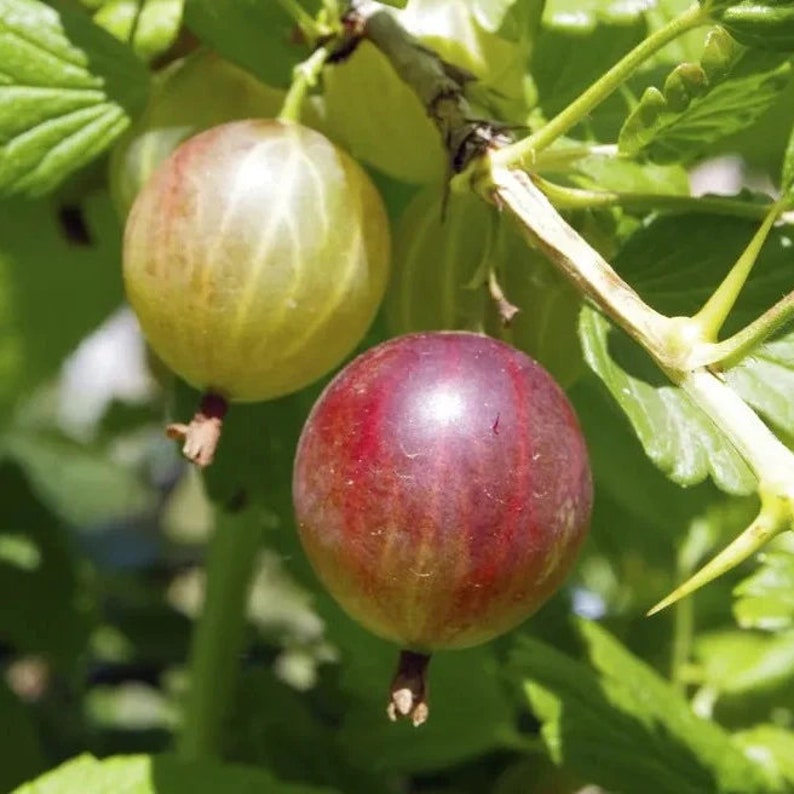 Gooseberry Live Plant 4" Pot 'Jahn's Prairie' Ribes oxyacanthoides Hardy Fruit Bush for Zones 3-6