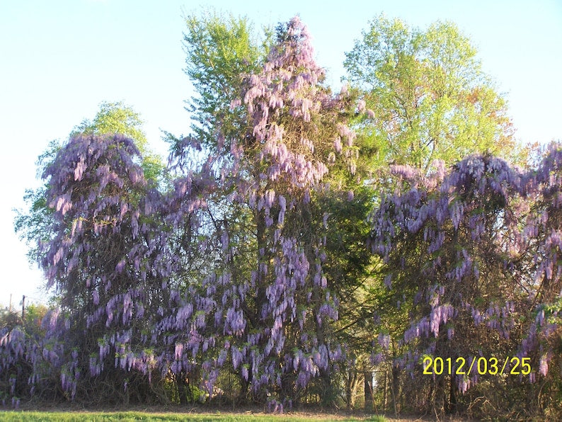 Wisteria Tree 4" Container Blue-Violet Flowers Wisteria Sinensis Hardy Climbing Vine Zones 3-8