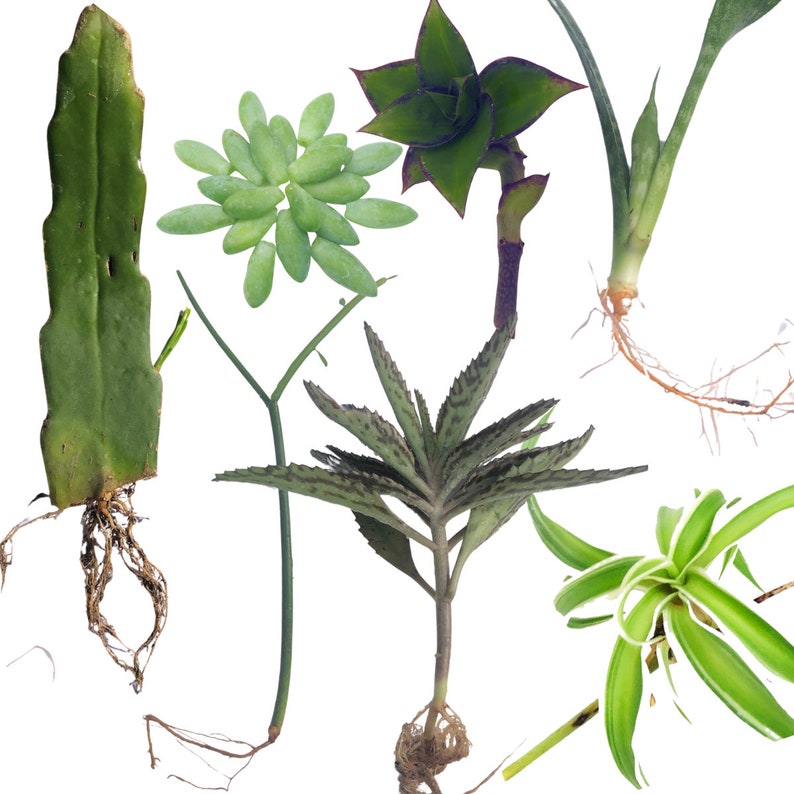 7 Indoor Plant Cuttings Variety Pack - Succulents & Houseplants for Propagation