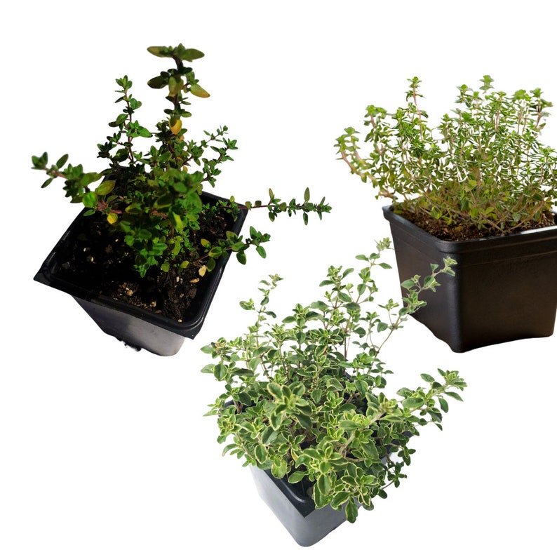 Organic Thyme Trio Plant Collection - English, Lemon & Golden Variegated Thyme 3-Pack in 2.5" Pots