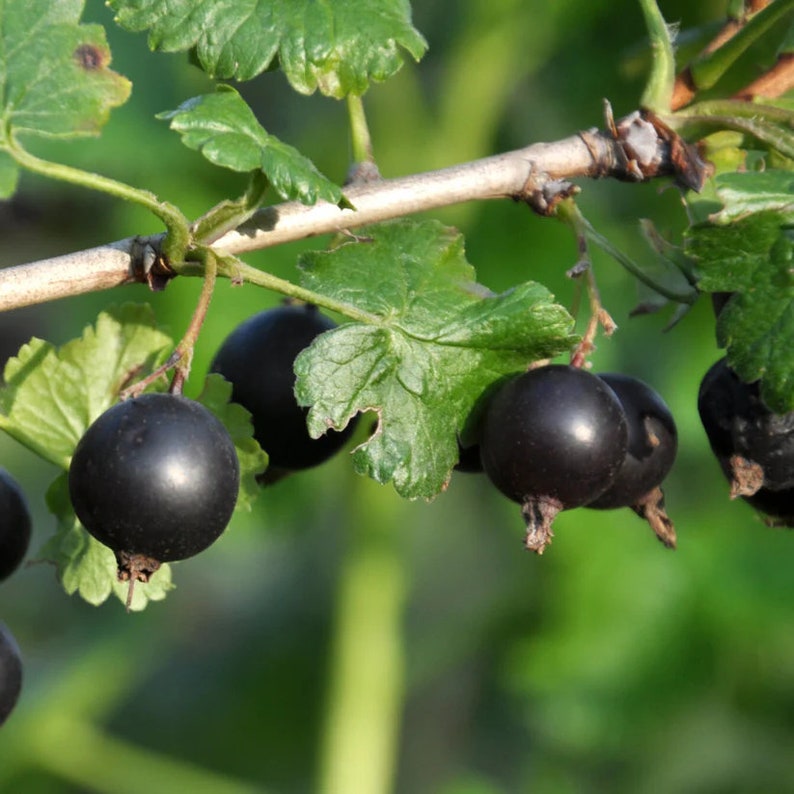 Gooseberry Live Plant 4" Pot Black Velvet Ribes uva-crispa Hardy Edible Fruit Zones 4-7