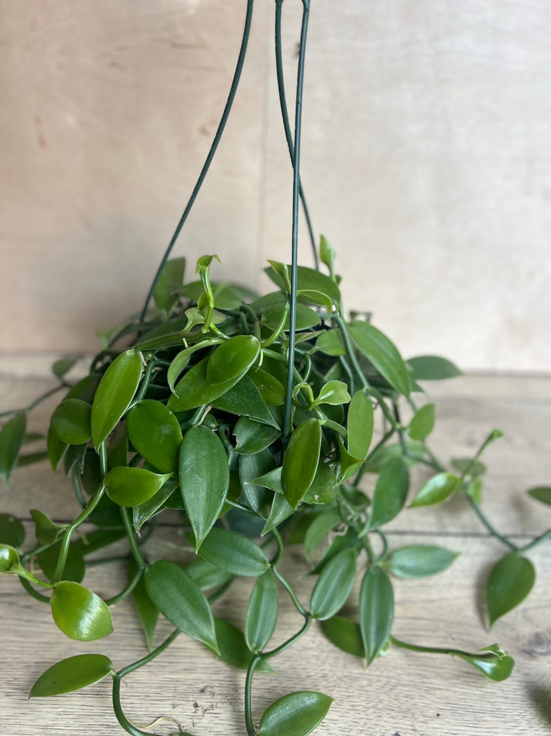 Vanilla Bean Orchid Plant in 8" Pot - Vanilla planifolia Indoor Vining Houseplant