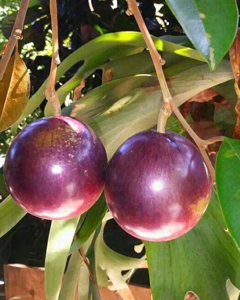 Caimito Purple Star Apple Tree Grafted in 3-Gallon Pot | Chrysophyllum cainito Tropical Fruit Plant