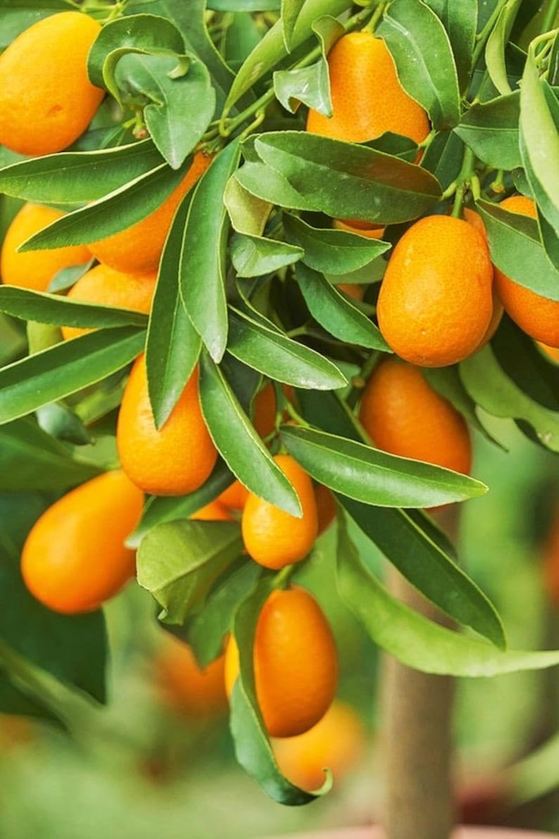 Nagami Kumquat Tree in 1/2 Gallon Pot - Edible Citrus Japonica - Florida Shipping