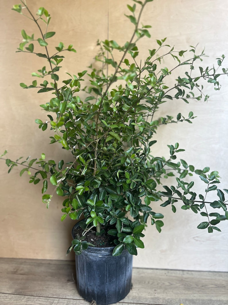 Acerola Cherry Plant in 10" Pot - Barbados Cherry, Malpighia emarginata, Juicy Fruits, Full Sun