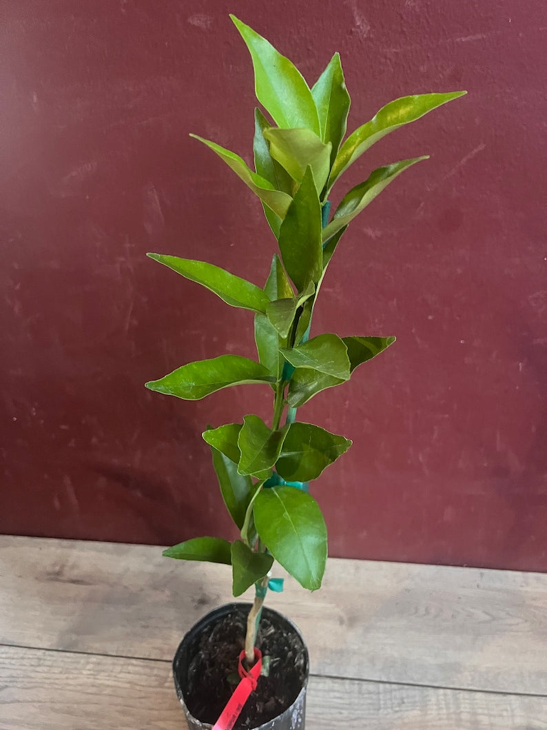 Red Lime Tree in 1/2 Gallon Pot | Grafted Citrus with Burgundy Fruit | Citrus aurantiifolia | Florida Shipping