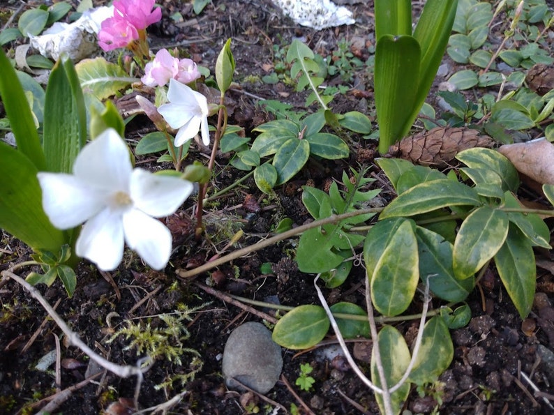 Variegated Vinca Cuttings - 5 Organic Periwinkle Clippings (Vinca Minor) for Propagation and Groundcover